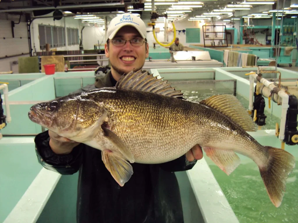 Aaron Ohrn shows off a female Walleye