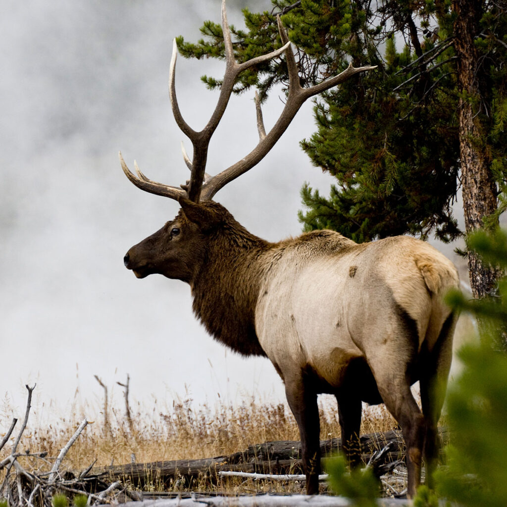 A bull elk