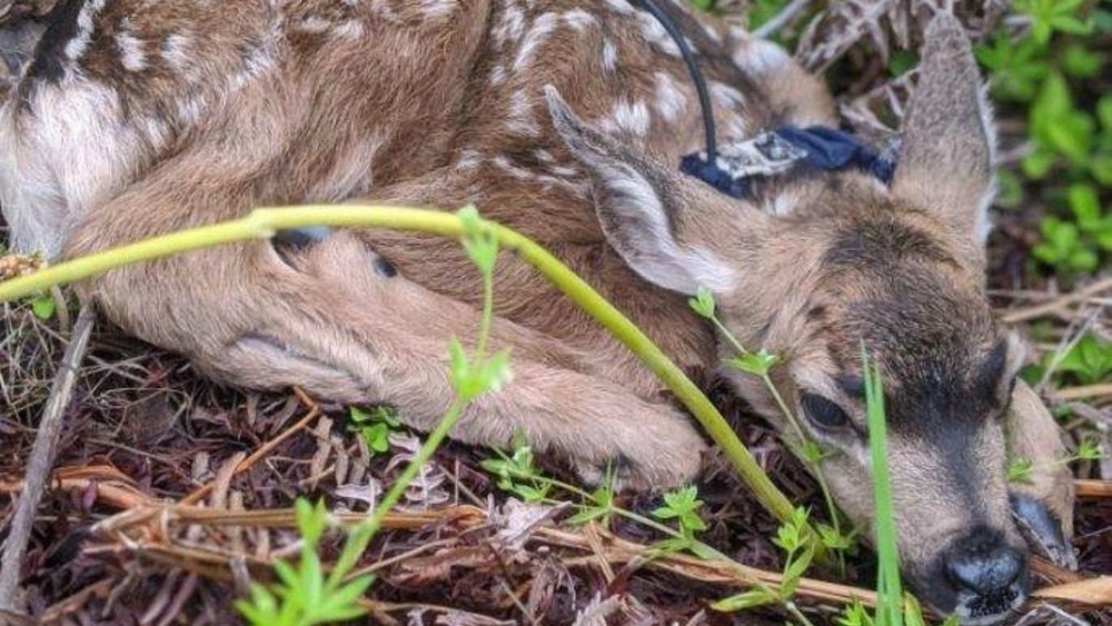 A fawn with a radio collar