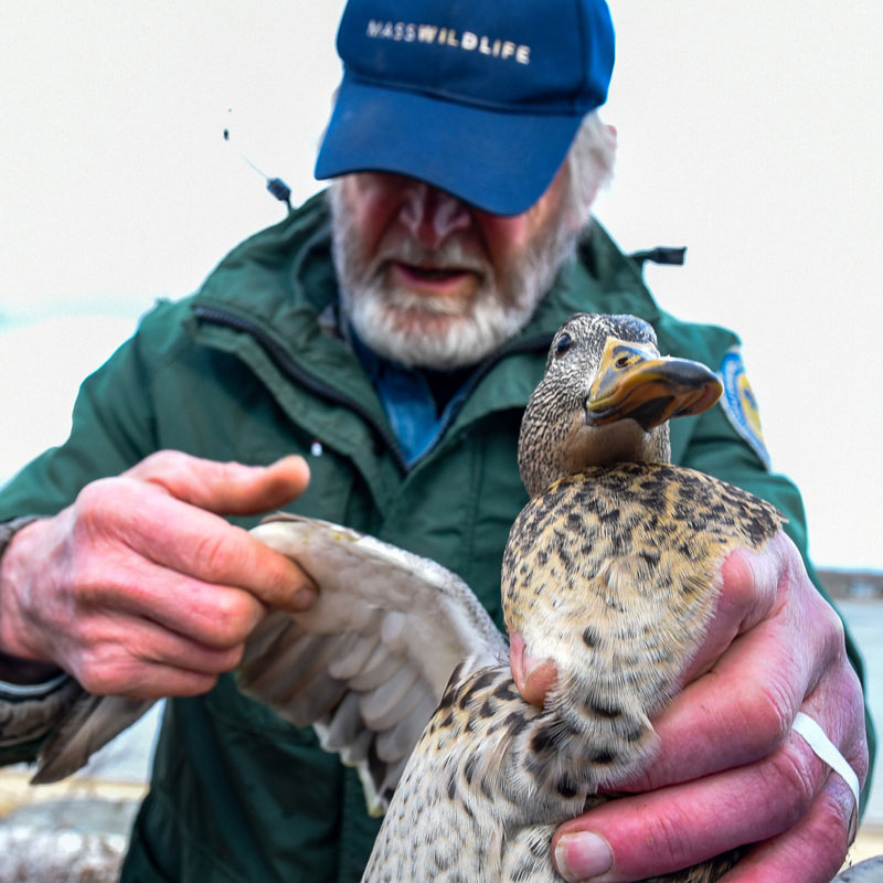 A MassWildlife biologist holding a duck