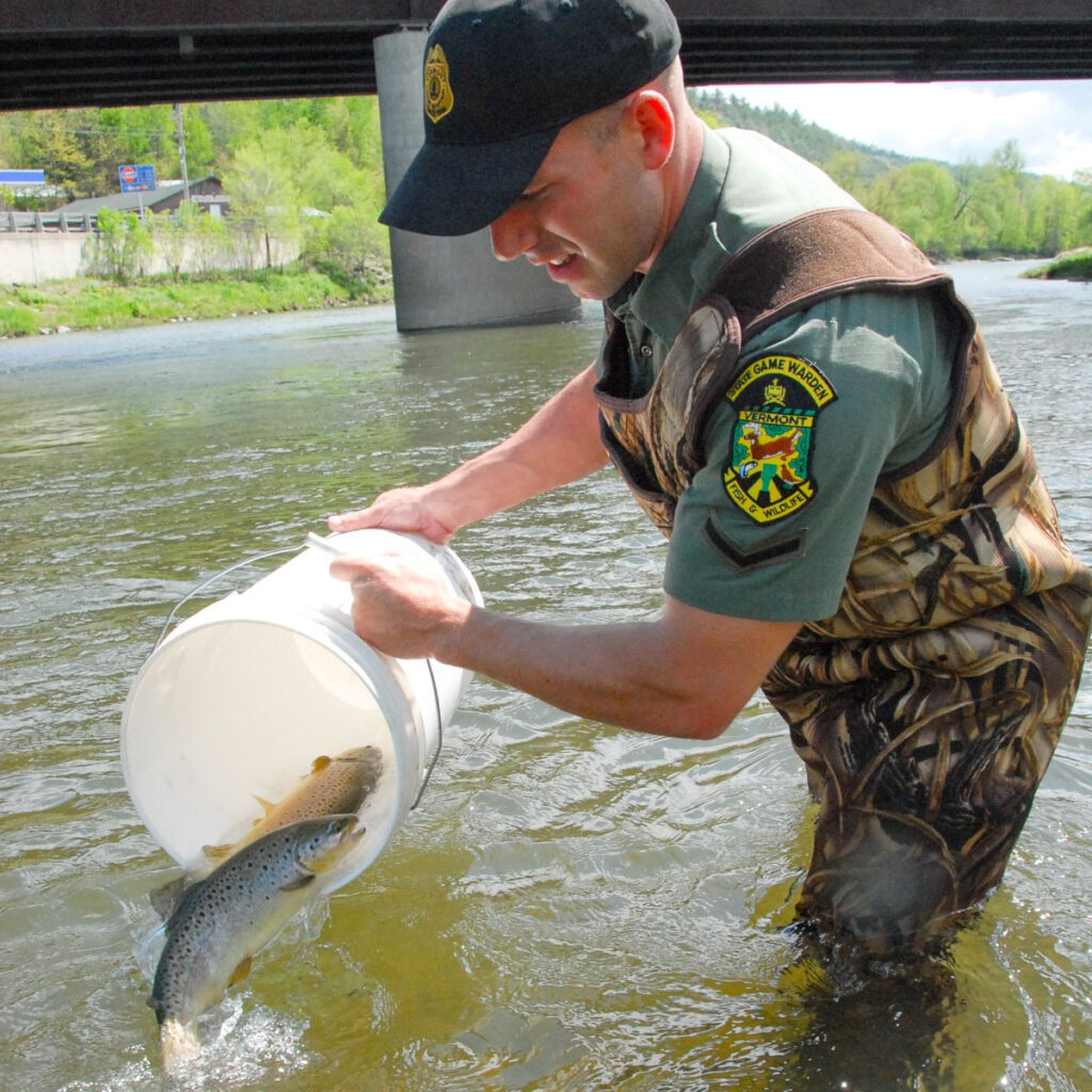 A Vermont Game Warden stocking fish in a river