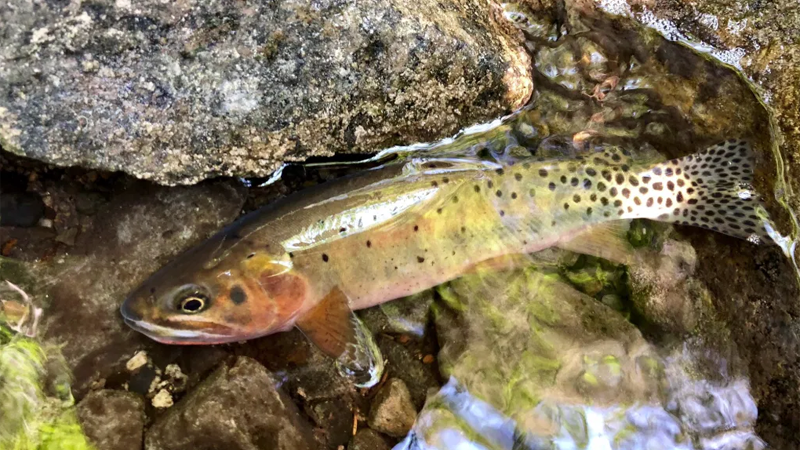 A trout in shallow water
