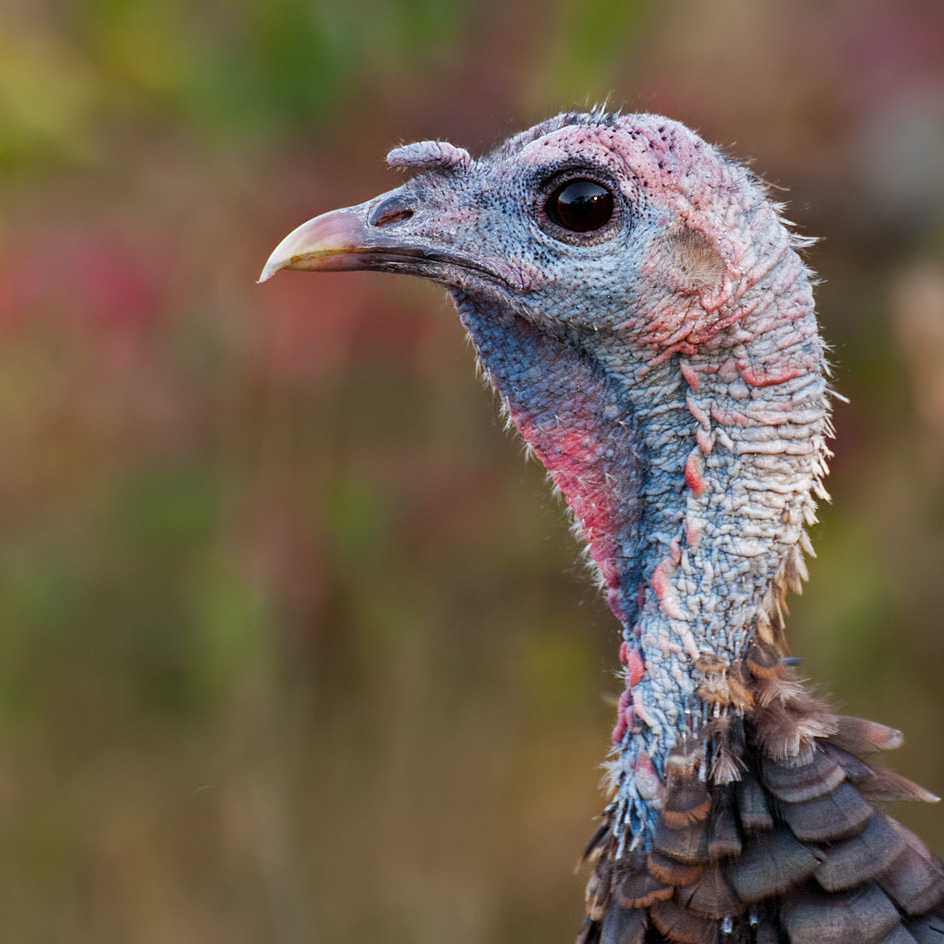 Wild Turkey