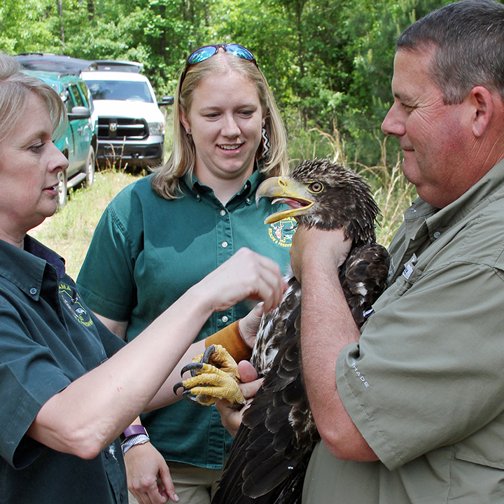 Wildlife biologists in Alabama with a Bald Eagle