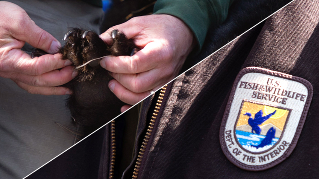 Person examining bear paw and the Fish and Wildlife Service Logo