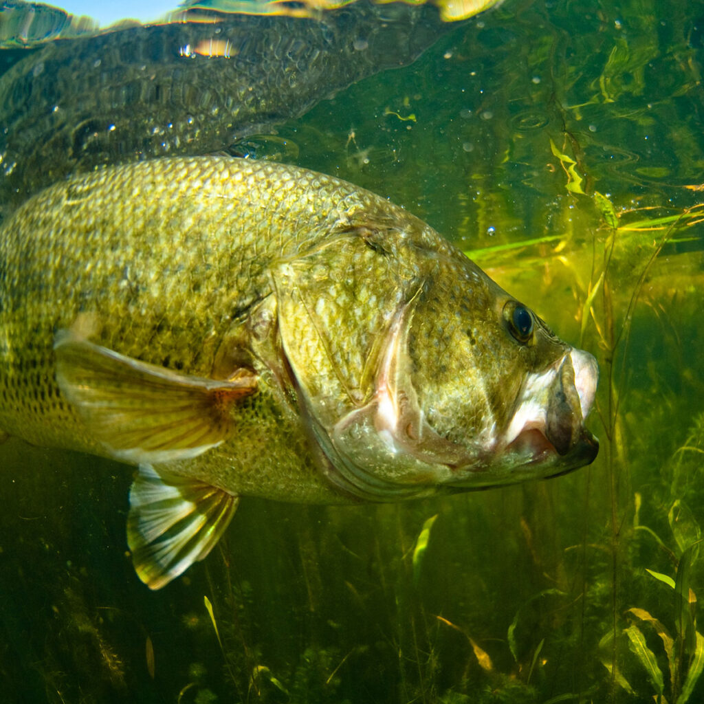 Largemouth Bass