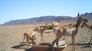 Pronghorn antelope at a water catchment in the desert