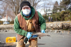 A biologist holding a mallard