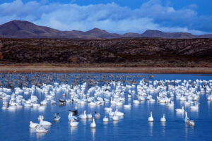 Waterfowl in the water at Bosque del Apache NWR in New Mexico