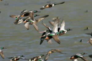 Northern Shovelers in flight.