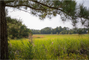 Marsh Landscape