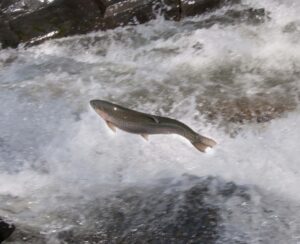 Fish jumping out of rushing water