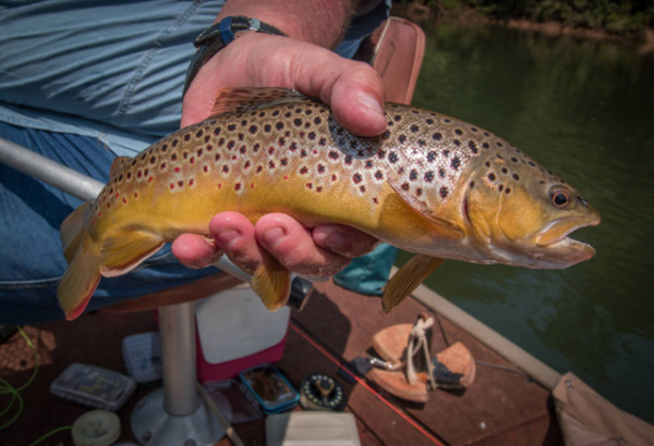 Brown Trout