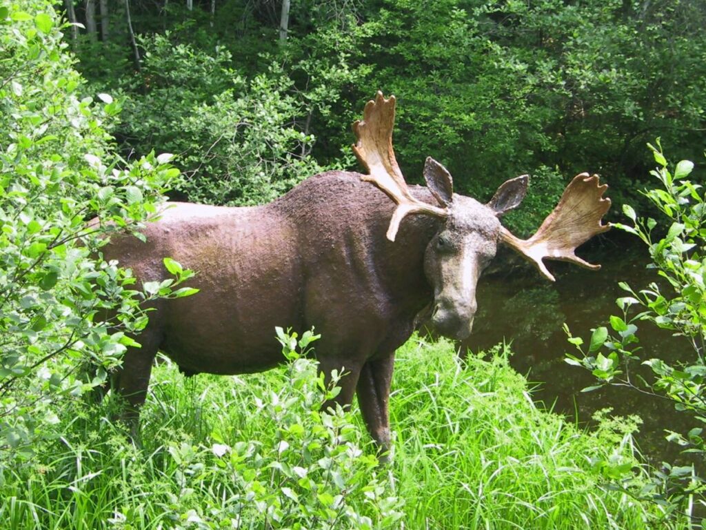 Moose in the woods