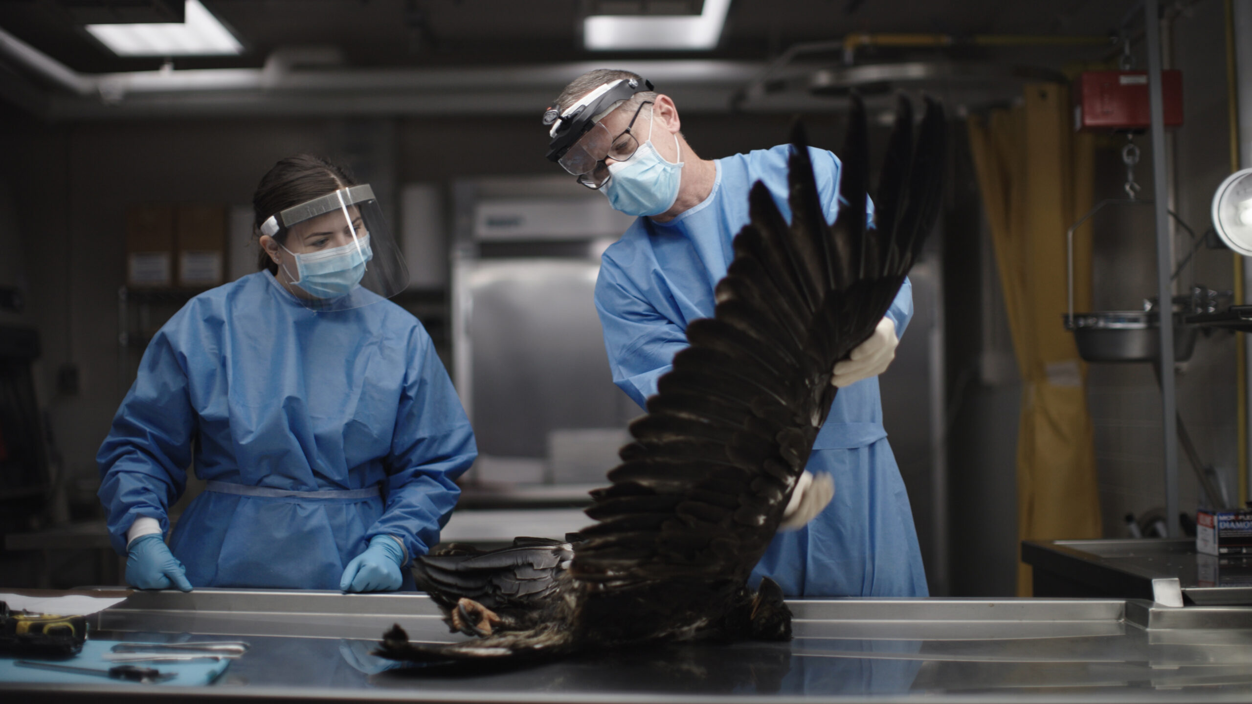 Stills from shine footage at ny dec's delmar wildlife health lab