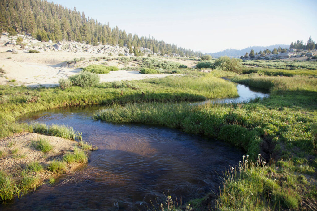 Golden Trout Habitat.