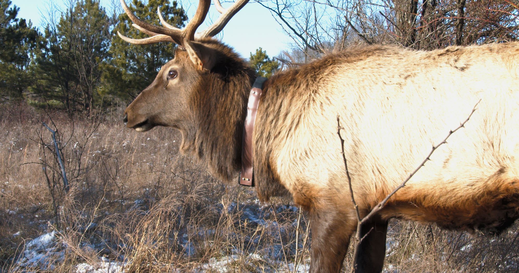 Elk with Tracking Collar