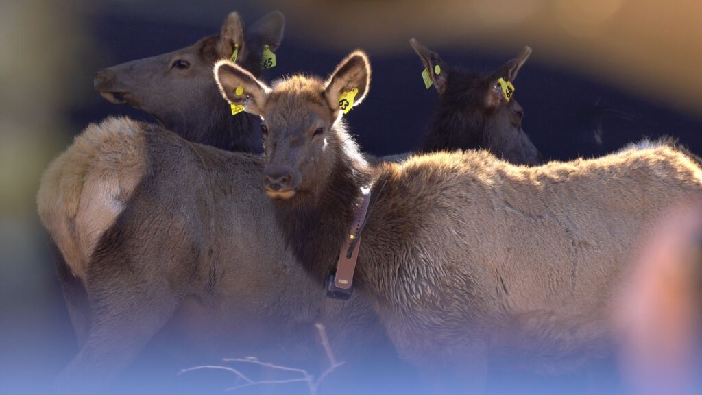 West Virginia Elk Capture10