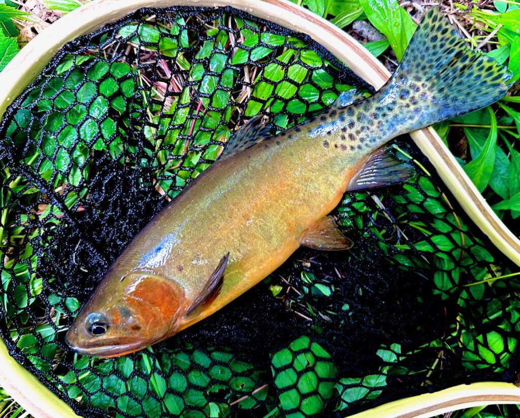 A live rio grande cutthroat trout caught be an angler lies in a net before release.