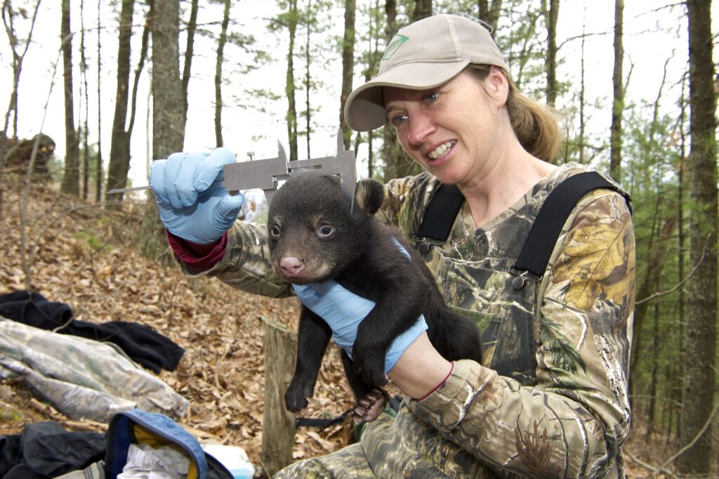 Colleen Olfenbuttel Measuring Bear Cub