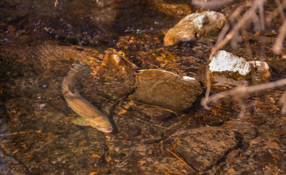 Gila Trout Craig Springer Usfws