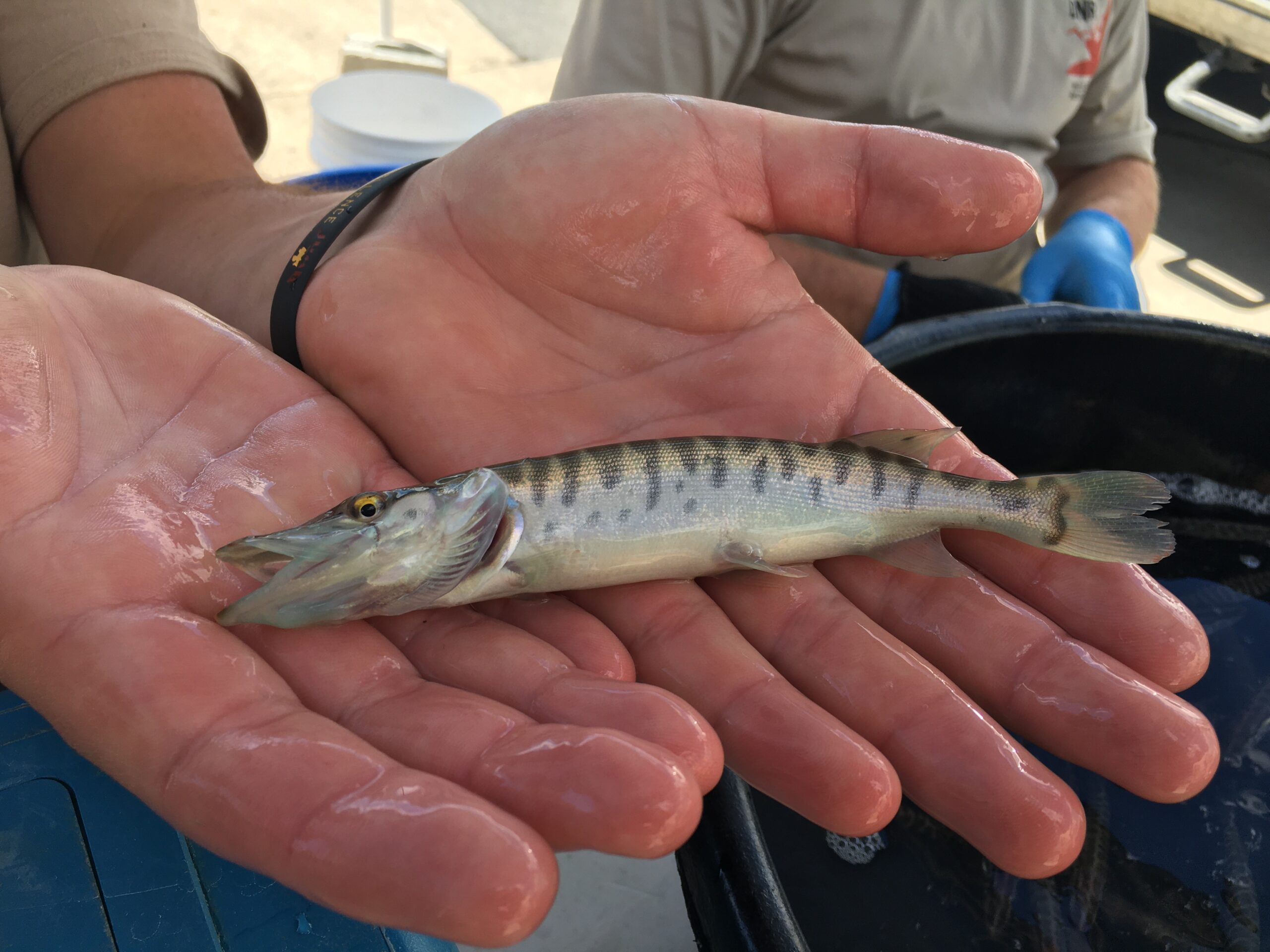 Tiger muskie start eating fish at a young age. robert shields utah dnr