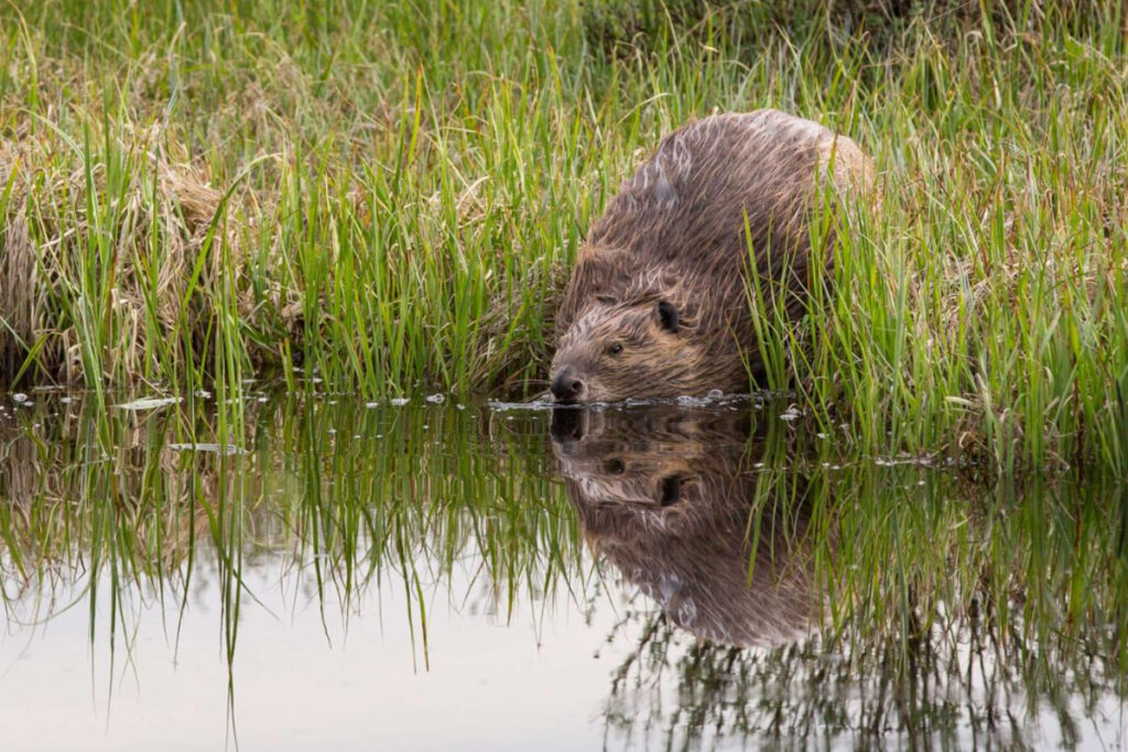 Beaver in a pond