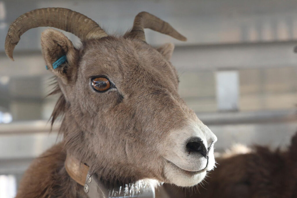 Bighorn Sheep with radio collar