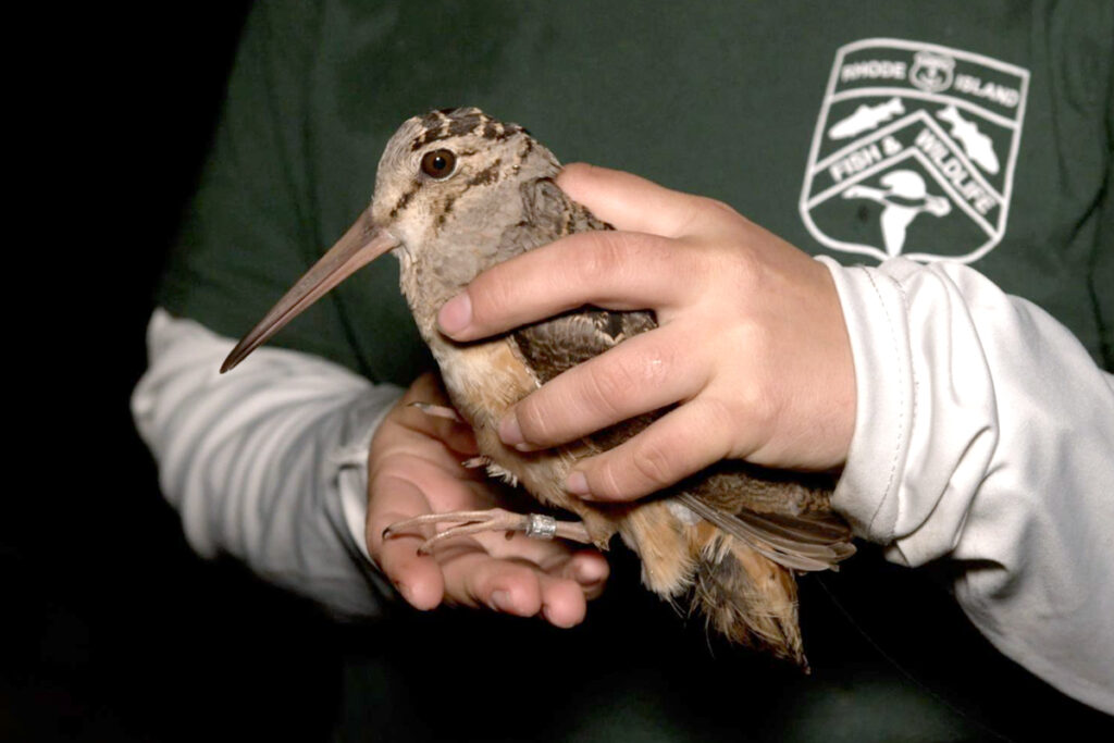 Biologist holding an American Woodcock