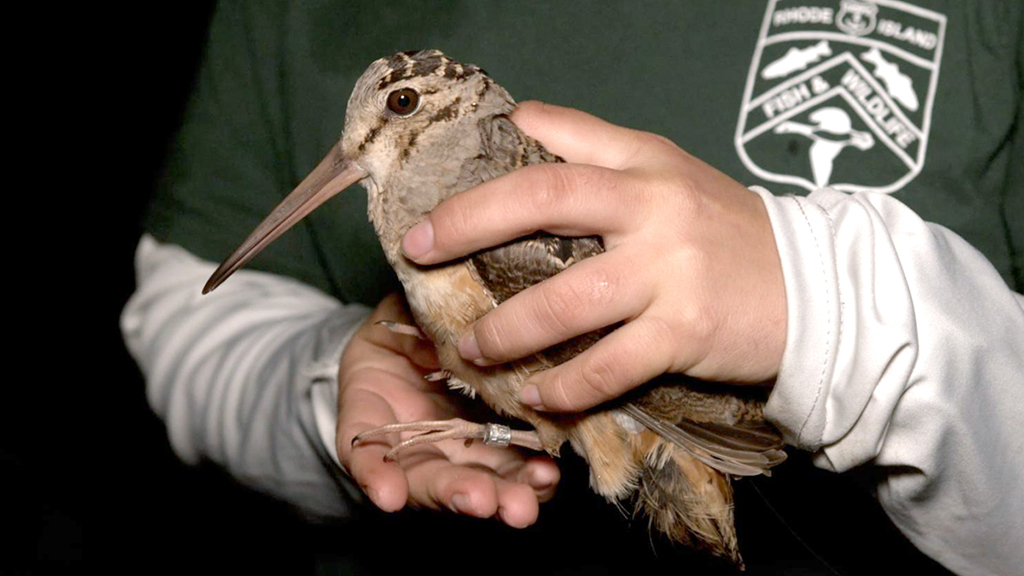 Biologist holding an American Woodcock