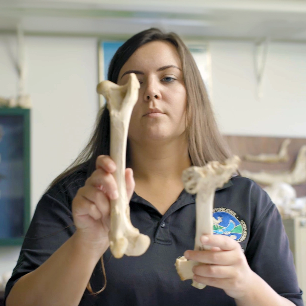 Wildlife Biologist inspecting bones