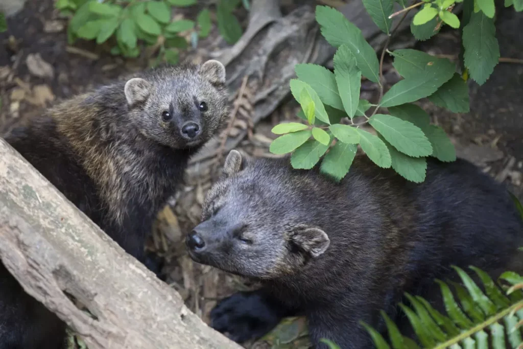 Two Fisher Courtesy Of Nps Emily Brouwer.jpg