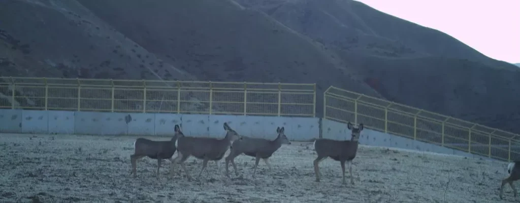 Deer use wildlife overpass to cross highway 21 in Idaho near Boise.