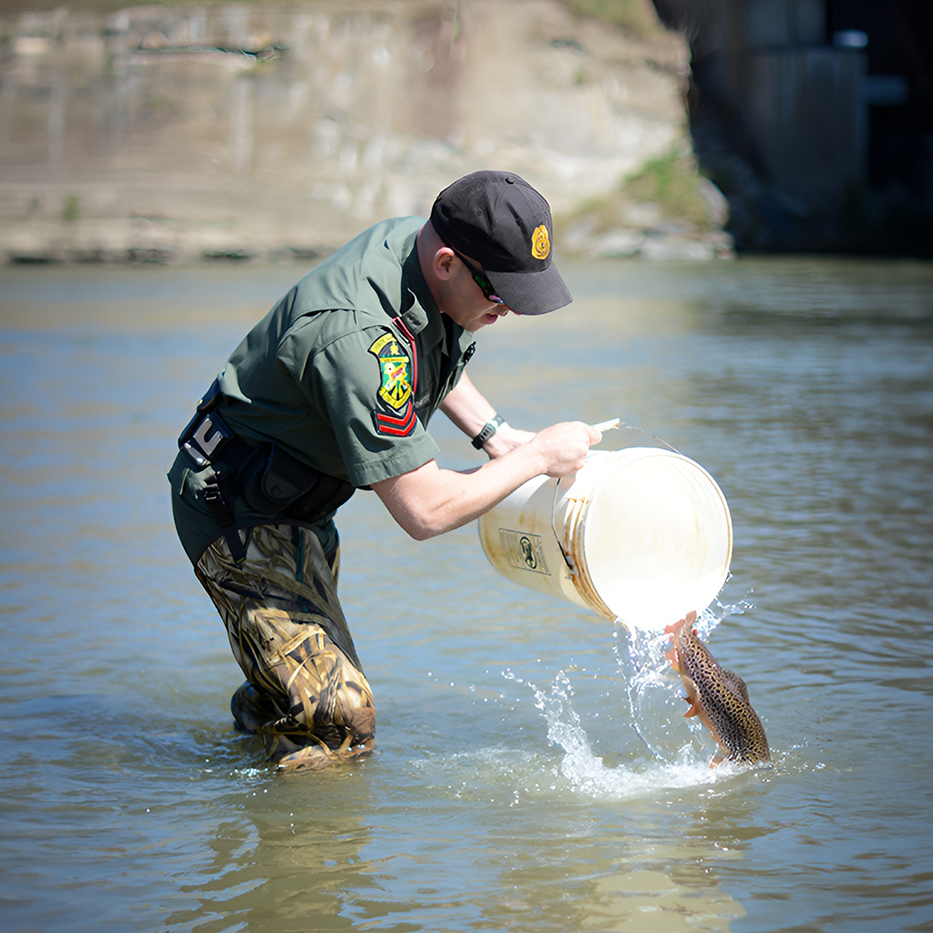 Stocking fish