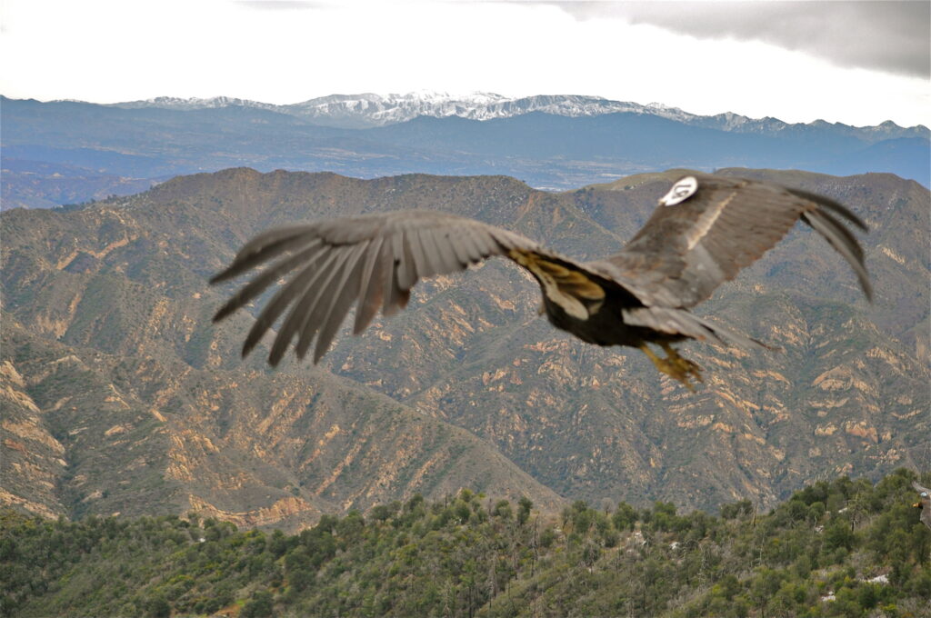 California Condor flying