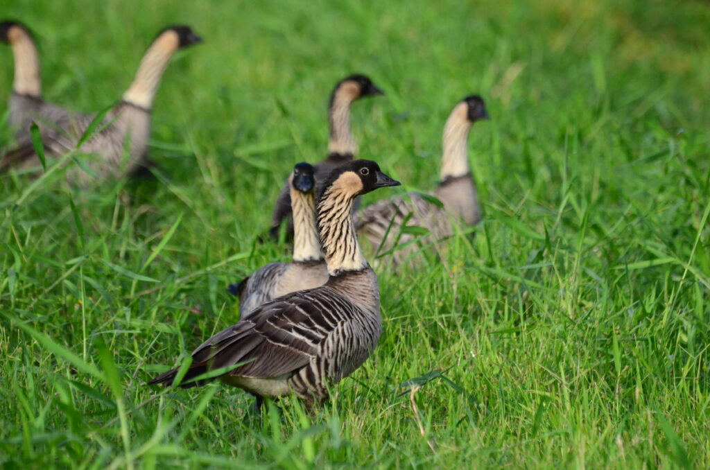 A gaggle of nēnē (Hawaiian geese) hanging out in lush green grass