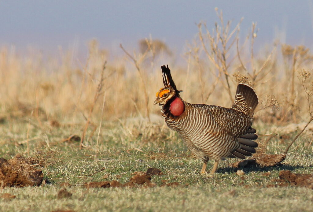 A male lesser prairie-chicken on a lek in the Red Hills of Kansas.