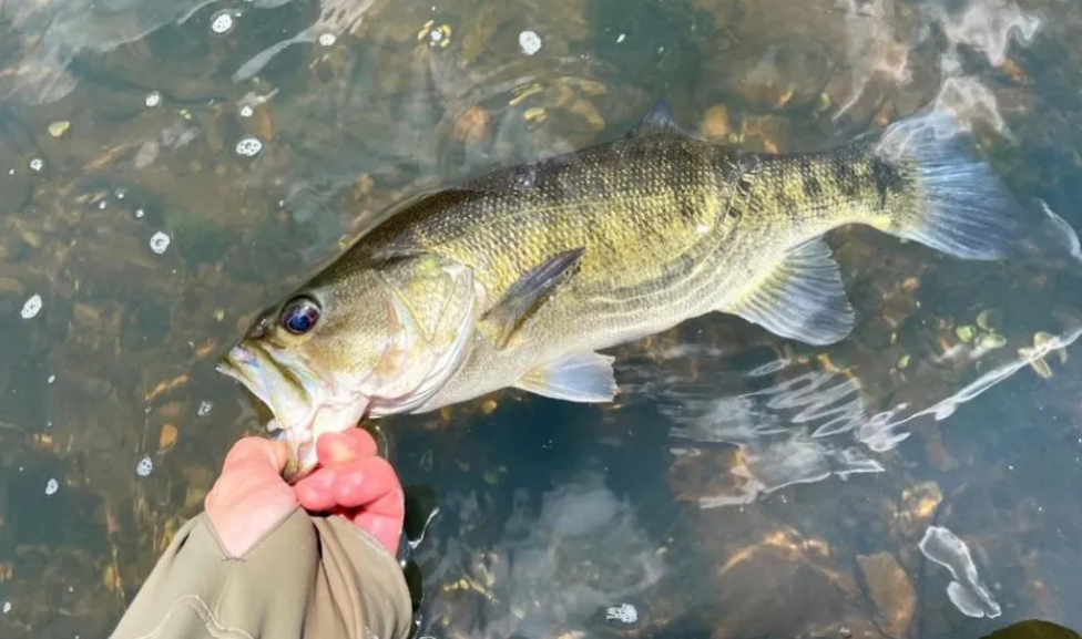 Shoal bass being held above the water