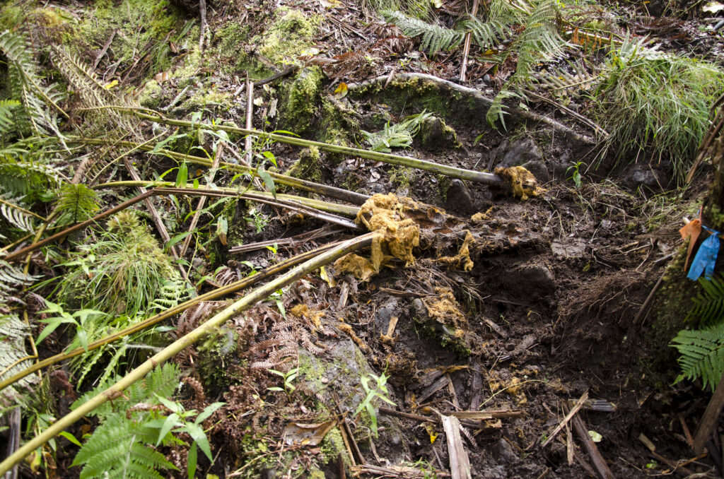 Uprooted ferns on ground near bare soil upturned by feral pigs.