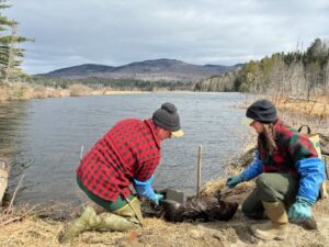 Beaver Harvested. Photo Tom Decker Usfws