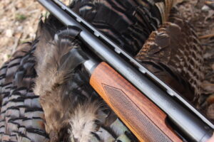 Shotgun Lies On A Harvested Turkey Craig Springer Usfws