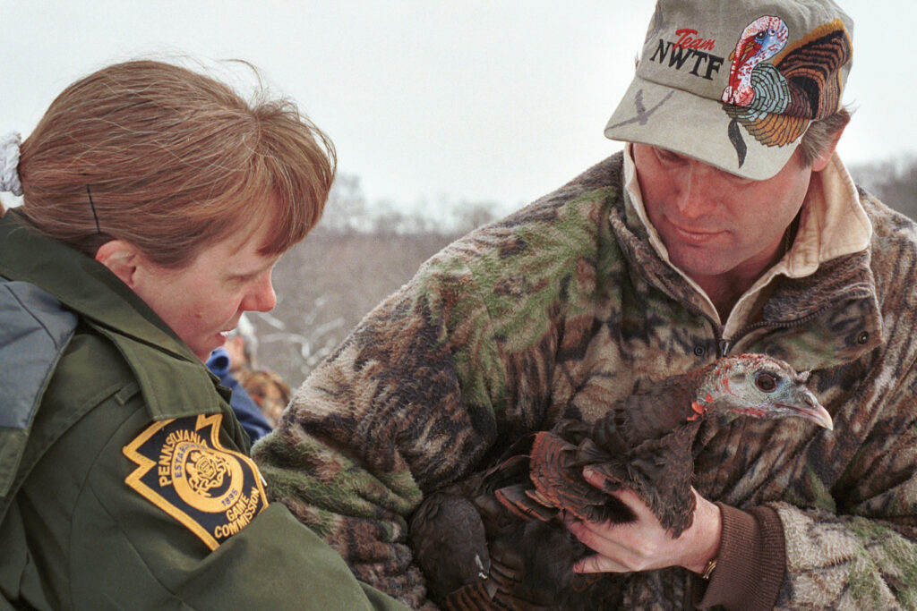 Wco Linda Swank Hands A Wild Turkey To A Volunteer During A Reintroduction In York County Joe Kosack Pgc Photo