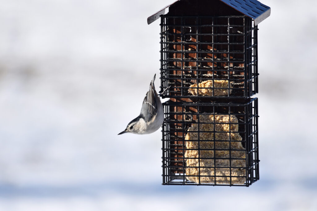 White Breasted Nuthatch Courtney Celley Usfws