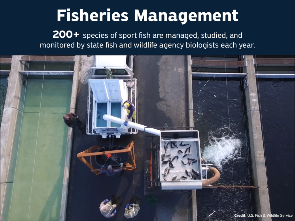 Fisheries Management: 200+ species of sport fish are managed, studied, and monitored by state fish and wildlife agency biologists each year.