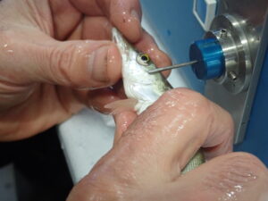 Nc Muskie Article (credit North Carolina Wildlife Resources Commission) (1)