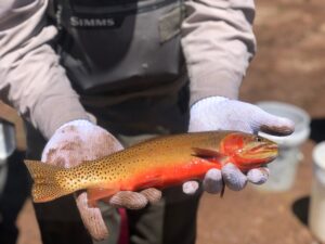 Biologist holds spawning adult cutthroat captured in Utah waterway. The Utah Division of Wildlife Resources offers anglers the opportunity to catch native trout as part of the Utah Cutthroat Slam.