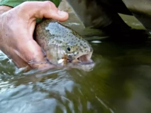 Texas Parks And Wildlife 2