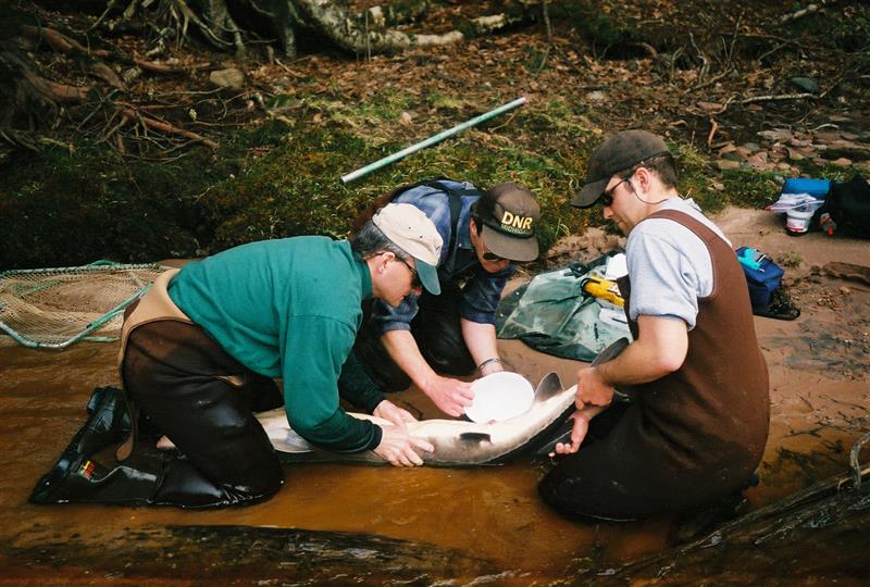 Michigan dnr sturgeon egg collection