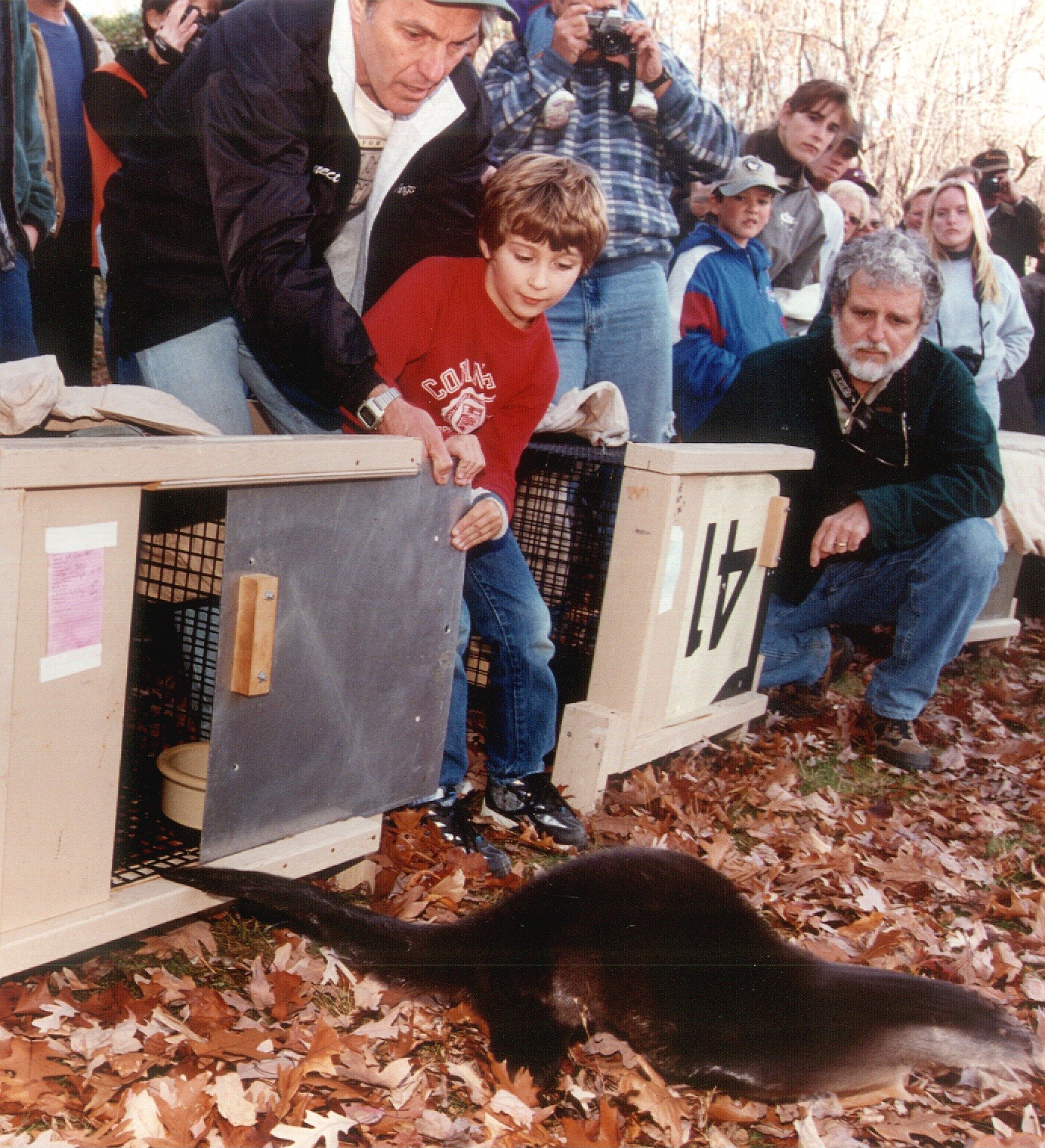 River otter released from crate while community and biologists look on.