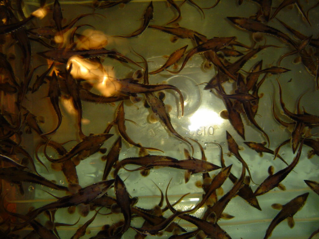 Streamside reared lake sturgeon